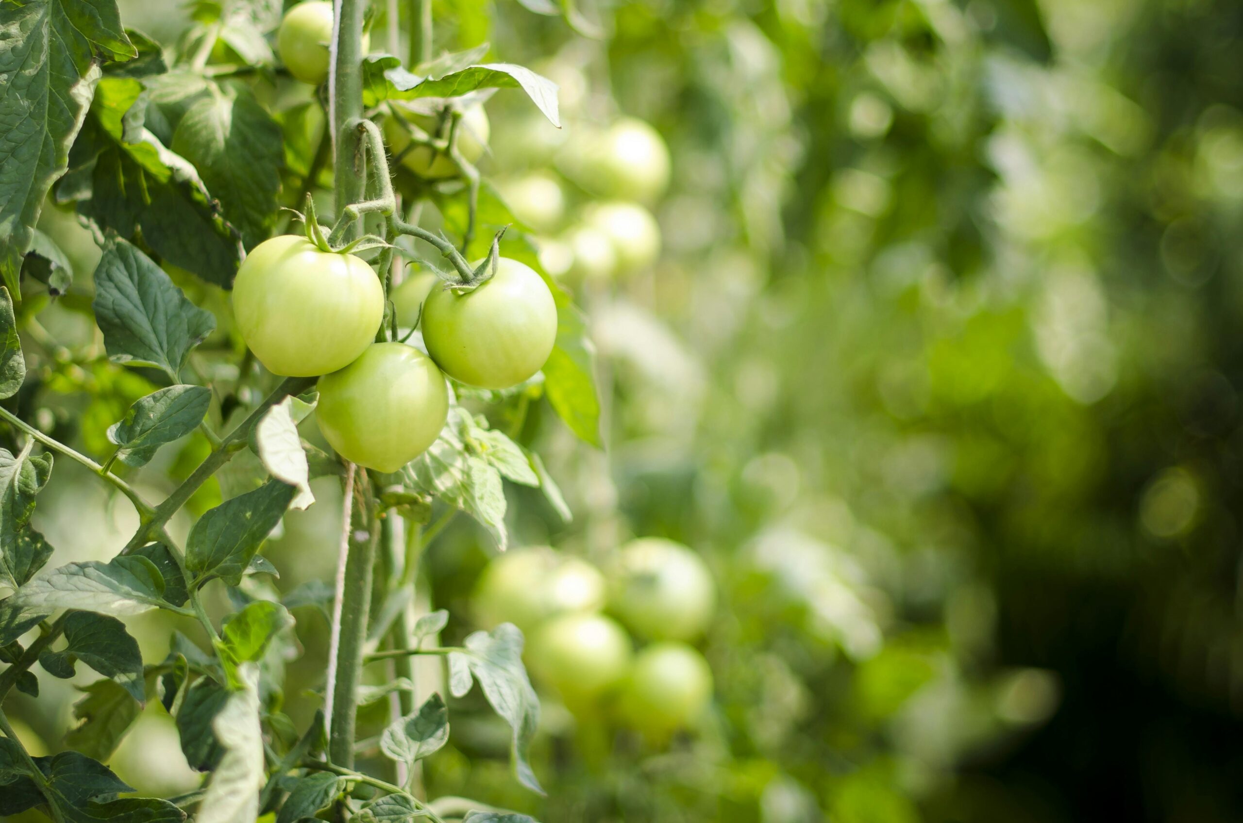 Close-up of fresh green tomatoes on vine, ideal for garden and organic food visuals.