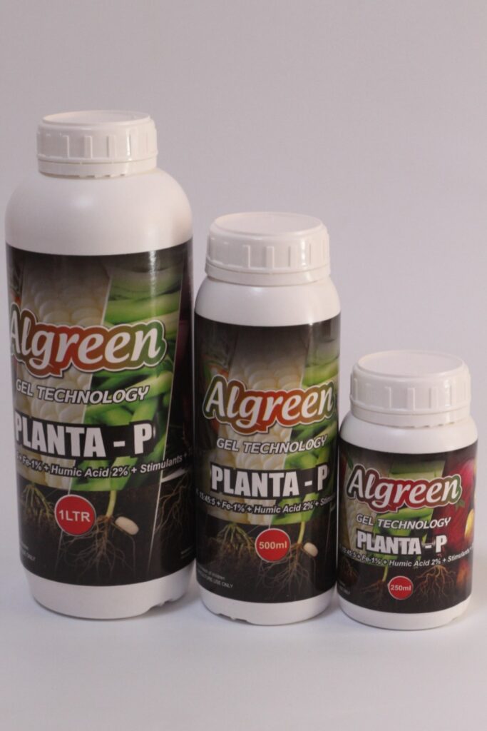 Planta p