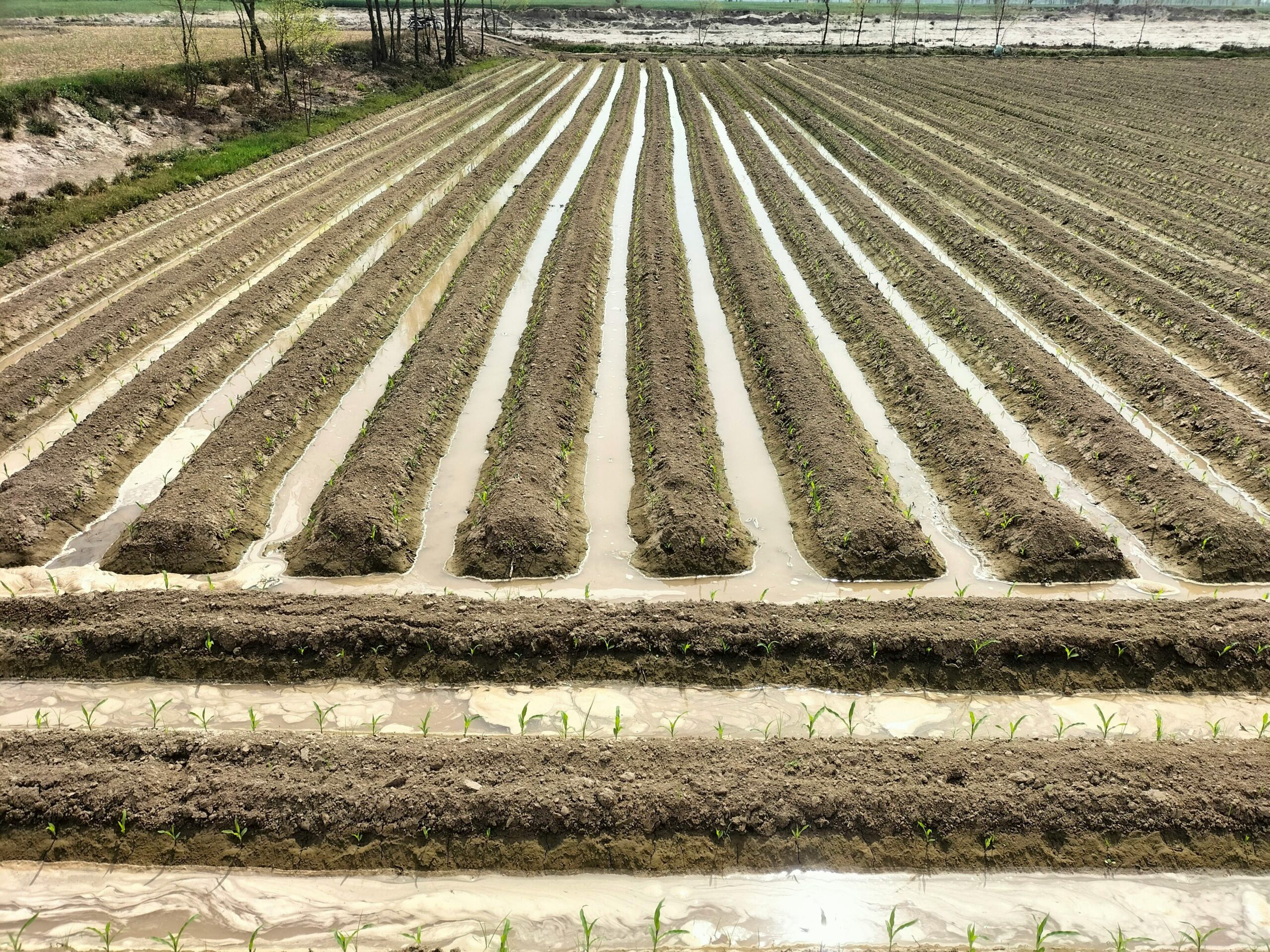 Rows of sprouting crops in an agricultural field after rainfall, showcasing natural growth.